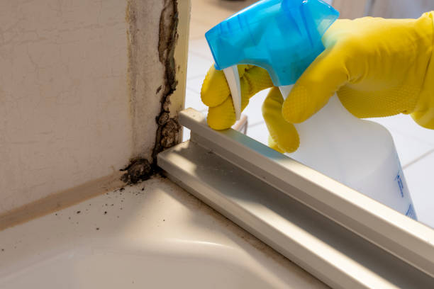 Environmental Consulting for Mold Prevention in Port Orchard, WA